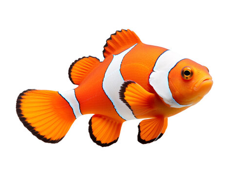 a close up of a fish