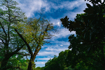 trees and sky