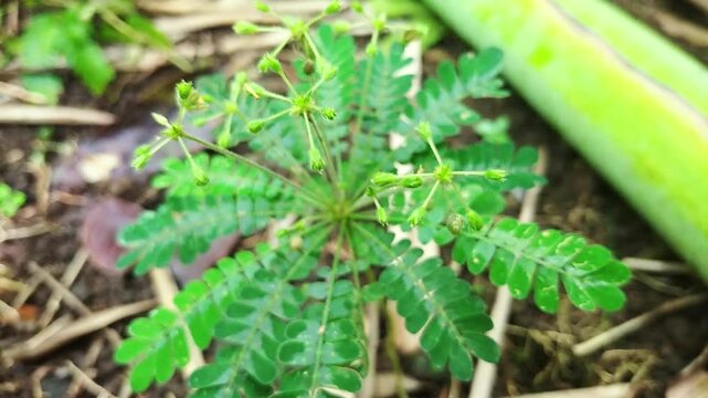 Live leaf plants or krambilan grass or Biophytum sensitivum are often found in tropical forests
