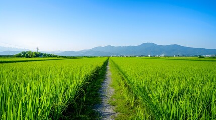 Obraz premium A path leading through green rice fields image