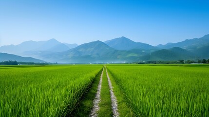 Fototapeta premium A path leading through green rice fields
