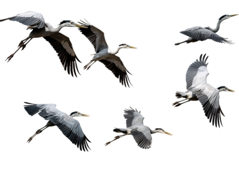 a group of birds flying