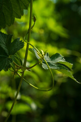 Hop plantation in close up view with soft green bokeh background