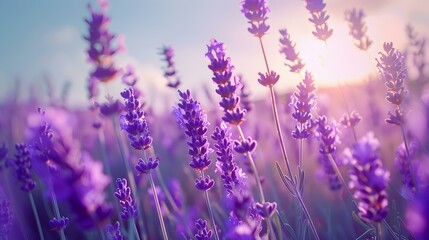 Fototapeta premium Landscape in a lavender field picture
