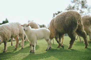 The lamb’s eyes, full of wonder, are fixed on the camera, making for an endearing shot.