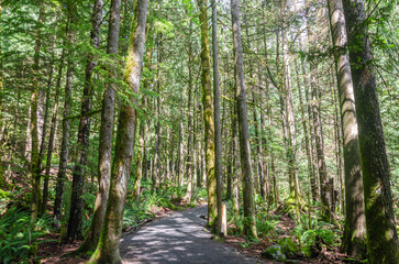 Forest pathway leading to  the Cascade Falls located Northeast of Mission, British Columbia, Canada