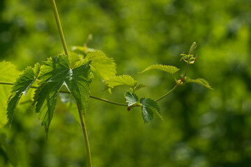 Green close up Hop field plantation at the Bavarian Holledau region 