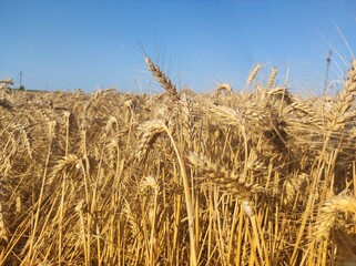 A beautiful wheat field meets the blue sky.