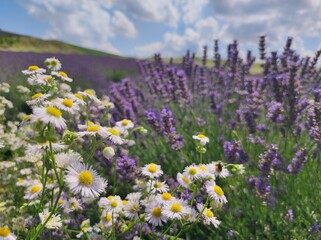 Obraz premium Daisy and lavender photographed in nature.