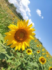 Obraz premium Beautiful sunflower in the field on a sunny day