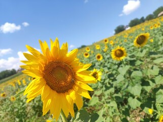 Beautiful sunflower in the field on a sunny day