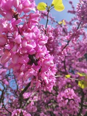 Beautiful flowers of a pink blooming branch.