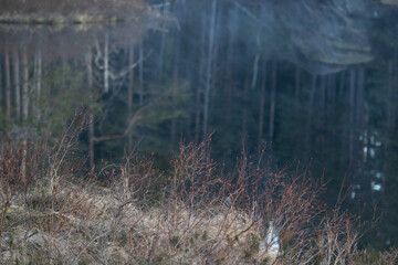 A beautiful morning landscape of a forest lake in Sweden. Natural springtime scenery of Scandinavia.