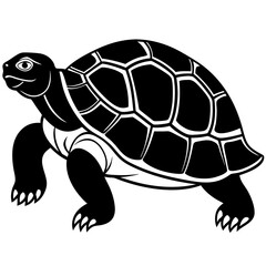 turtle illustration