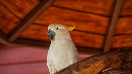 A cute white cockatoo or Cacatuidae with yellow crested feathers at the Solo Zoo Safari park,...