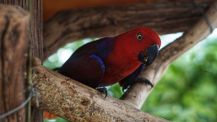 Koleksi Eclectus Parrot (Eclectus roratus) di Solo Zoo Safari Park, Surakarta.Indonesia