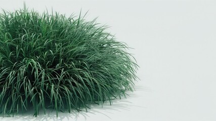 Grass isolated on a white background 1