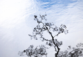 Artistic reflections of spring forest in the lake's surface. Swedish scenery with water and trees.