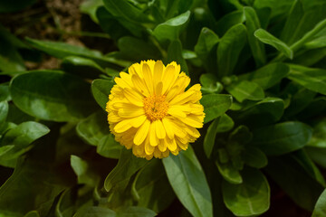 Calendula officinalis long also known as the Pot Marigold annual blooms