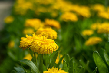 Calendula flowers from June to September from a spring sowing blooming