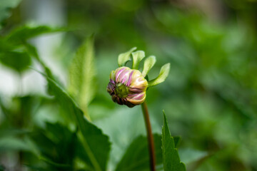 Single Dahlia bud into a beautiful bunch of seasonal flowers