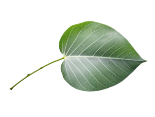 a close up of a leaf