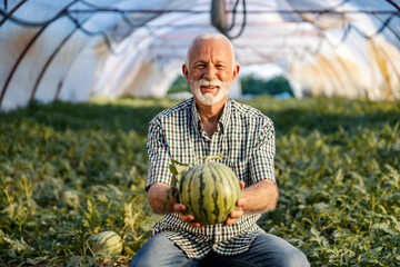 Portrait of happy senior agronomist at hothouse showing watermelon at the camera.
