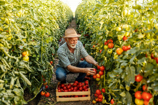 Happy senior farmer crouching at tomato farm and harvesting it.