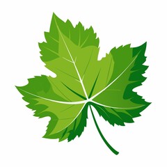 green leaf isolated on white