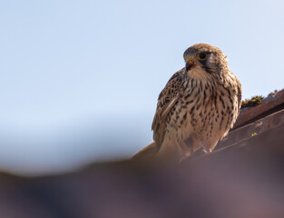 portrait d'un rapace faucon crécerelle au printemps, se nourrissant