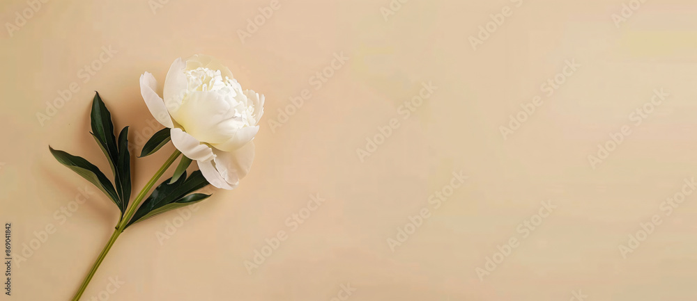 Poster white peony flowers in a close-up view against a beige background with soft light creating a delicat