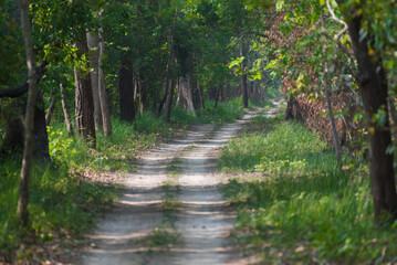 Fototapeta premium Trail inside the deep forest. Close up, selective focus.