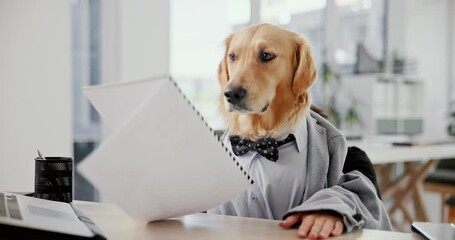 Phone call, cellphone and dog in office with hands, contract and pet insurance agent. Technology, frustrated and comic Golden Retriever or corporate employee, humor and workplace for customer support