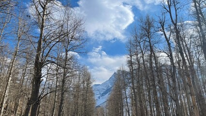 View through the treetops. Beautiful natural forest background. Trees against the blue sky. Sun soft light through trees in the forest . Treetops with bare branches in a clear blue sky.