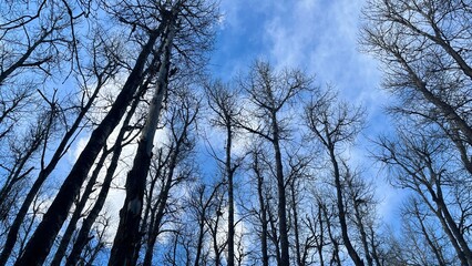 View through the treetops. Beautiful natural forest background. Trees against the blue sky. Sun soft light through trees in the forest . Treetops with bare branches in a clear blue sky.