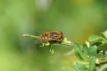 Closeup hoverfly Marsh Stripeback, Parhelophilus versicolor, family Syrphidae on a twig of Cytisus...