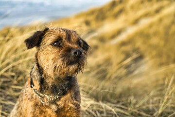 Of a Border Terrier dog standing in a field of tall grass with a blurred background