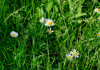 CHAMOMILE FLOWERS IN THE GRASS ON A SUNNY SUMMER DAY IN THE FOREST