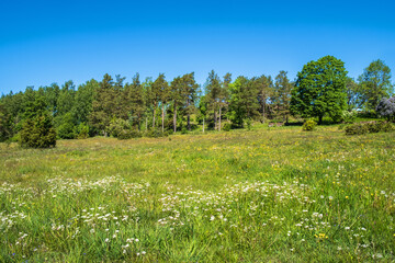Blooming meadow by a forest edge in summer