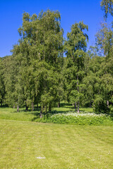 Fototapeta premium Lush green trees a sunny summer day