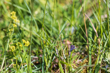 Blade of grass on a meadow with a Small blue butterfly
