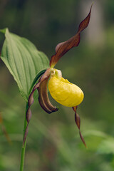 Lady's Slipper (Cypripedium calceolus) in bloom, Northern Finland