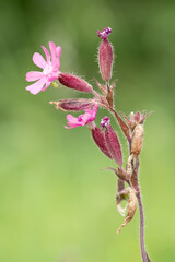Red Campion (Silene dioica) in bloom, Northern Finland