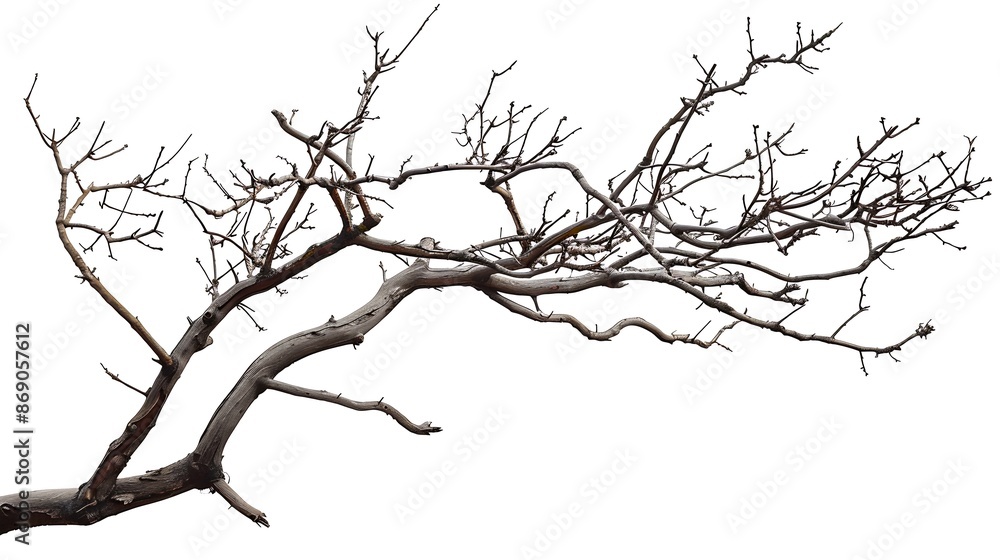 Poster branches without leaves images isolated white background : generative ai