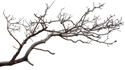 Branches Without Leaves Images Isolated White Background : Generative AI