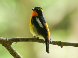 Obraz premium キビタキ