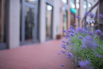 View of blooming lavender bush and part of building in background