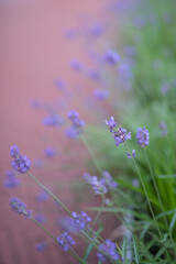 abstract background of lavender flowers blooming in morning light. Soft focus