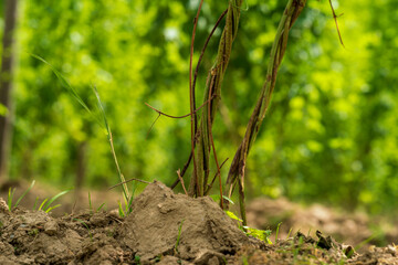 A view to the bottom of the hops field to see the soil and the early roots with a deep green topping