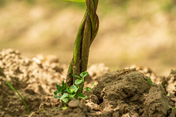 A view to the bottom of the hops field to see the soil and the early roots with a deep green topping